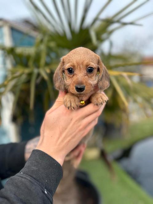 Prachtige ruwharige dwerg teckel pups, Dieren en Toebehoren, Honden | Teckels en Dashonden, Teef, Ruwhaar, Dwerg, Fokker | Professioneel