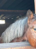 Brave ruin, Dieren en Toebehoren, Paarden, Ruin, M