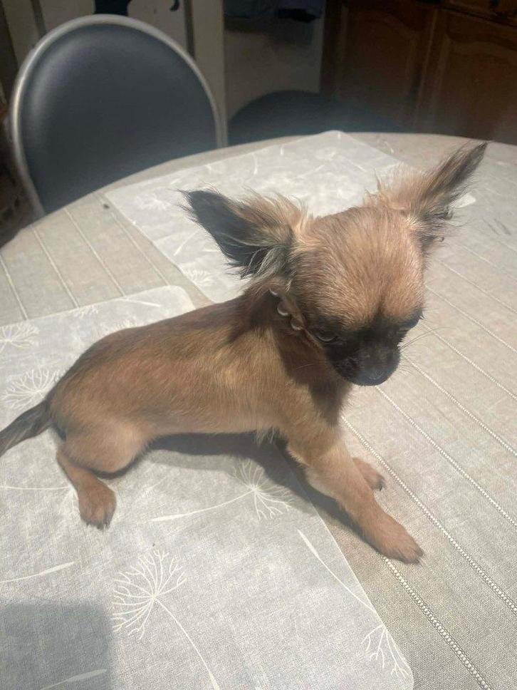 Chihuahua-pups mooie mini raszuiver zeer mooi kleintjes !, Dieren en Toebehoren, Honden | Chihuahua's en Gezelschapshonden, Meerdere dieren