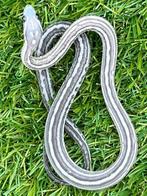 Korenslang 3 maand, soort: Scaleless Anery (Super) Tessera, Dieren en Toebehoren, Reptielen en Amfibieën, Slang, Tam, 0 tot 2 jaar