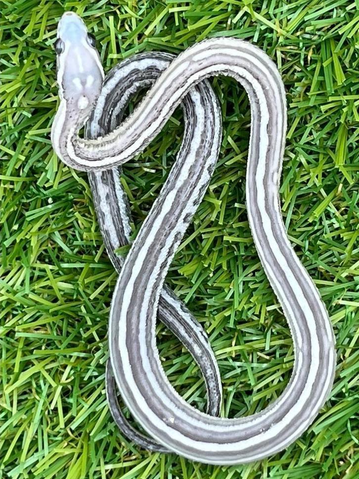 Korenslang 3 maand, soort: Scaleless Anery (Super) Tessera, Dieren en Toebehoren, Reptielen en Amfibieën, Slang, 0 tot 2 jaar