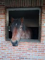Trekpaard merrie, Dieren en Toebehoren, Paarden, Merrie, M, Ontwormd