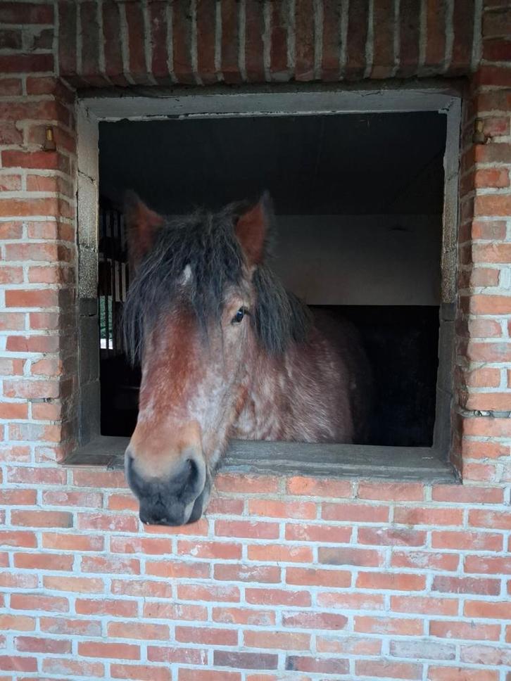 Trekpaard merrie, Dieren en Toebehoren, Paarden, Merrie, M, Ontwormd