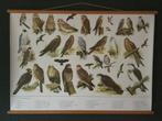 Schoolplaat poster Roofvogels en Uilen, Antiek en Kunst, Antiek | Schoolplaten, Natuur en Biologie, Ophalen of Verzenden