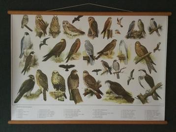 Schoolplaat poster Roofvogels en Uilen 