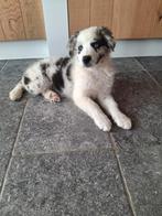 Raszuiver Australische herder pups, ouders getest, België, Particulier, CDV (hondenziekte), 8 tot 15 weken