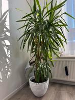 Yucca plant 188 cm hoog, Ophalen, Yucca