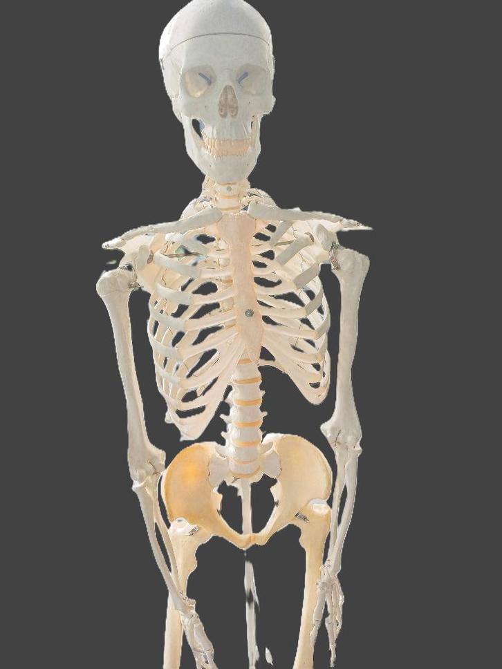 3B Scientific - Professioneel Anatomisch skelet, Diversen, Schoolbenodigdheden, Zo goed als nieuw, Ophalen of Verzenden