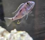 Sciaenochromis fryeri iceberg ahli cichliden malaw, Vis, Zoetwatervis