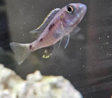 Sciaenochromis fryeri iceberg ahli cichliden malaw  beschikbaar voor biedingen