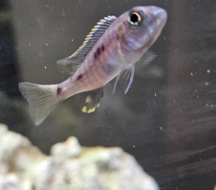 Sciaenochromis fryeri iceberg ahli cichliden malaw, Dieren en Toebehoren, Vissen | Aquariumvissen, Zoetwatervis, Vis