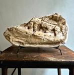 Mosasauruskaak 100% Origineel - groot formaat!, Verzamelen, Mineralen en Fossielen, Ophalen of Verzenden, Fossiel