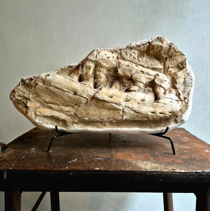 Mosasauruskaak 100% Origineel - groot formaat!, Verzamelen, Mineralen en Fossielen, Fossiel, Ophalen of Verzenden