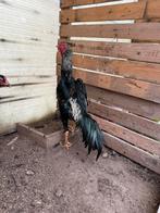 Shamo haan kweek haan, Dieren en Toebehoren