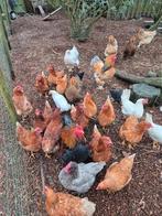Opvang pluimvee, Dieren en Toebehoren, Pluimvee