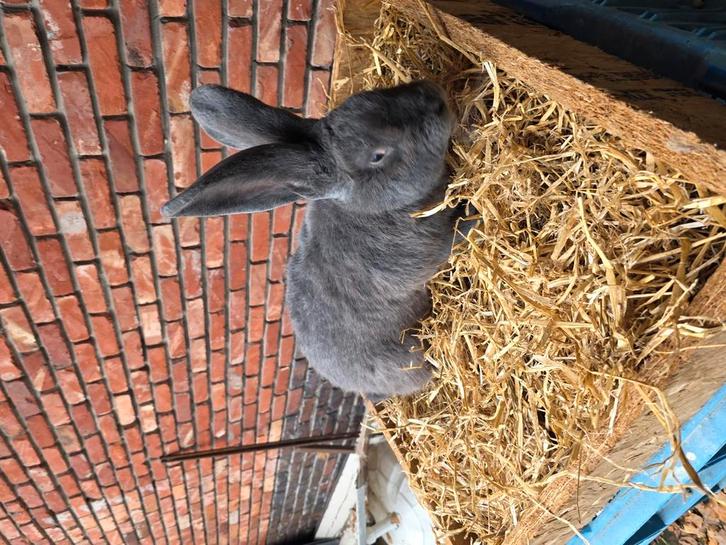 Vlaamse reuzen, Dieren en Toebehoren, Konijnen