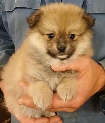 Chiots Keeshond disponible aux enchères