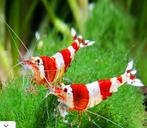 Ctystal red garnalen gezocht, Dieren en Toebehoren, Kreeft, Krab of Garnaal, Zoetwatervis