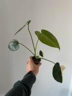 Monstera Thai Constellation, Huis en Inrichting, Ophalen of Verzenden