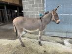 Ezel, Minder dan 160 cm, Hengst, Onbeleerd, Recreatiepaard