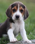 Chiots Beagle, Beagle, Plusieurs, Hépatite contagieuse (maladie de Rubarth), Belgique