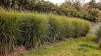 Prachtriet, Tuin en Terras, Ophalen of Verzenden, Vaste plant, Siergrassen