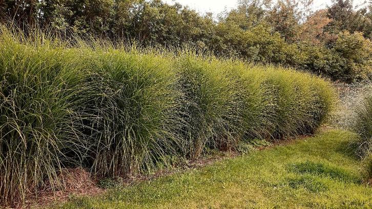 Beaux roseaux, Jardin & Terrasse, Plantes | Jardin, Plante fixe, Graminées ornementales, Enlèvement ou Envoi