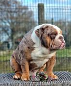 Engelse bulldog dekreu (niet te koop), België, Fokker | Hobbymatig, Reu, CDV (hondenziekte)