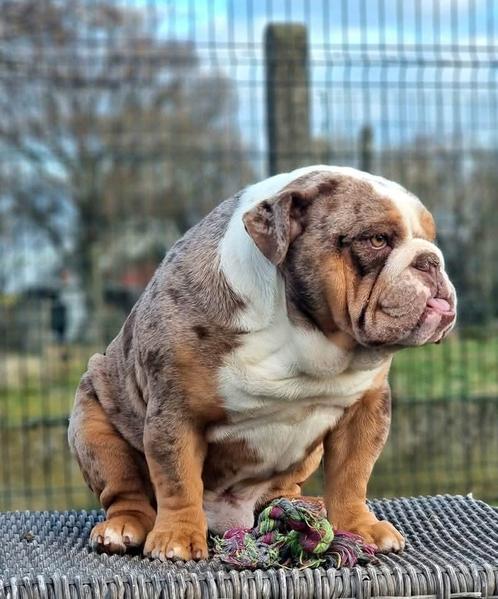 Engelse bulldog dekreu (niet te koop), Dieren en Toebehoren, Honden | Bulldogs, Pinschers en Molossers, Reu, Bulldog, Fokker | Hobbymatig