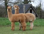 Mooie alpacaveulens, Dieren en Toebehoren, Meerdere dieren