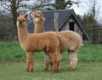 Mooie alpaca  merrieveulens, Meerdere dieren