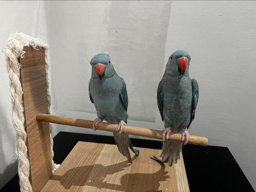 Halsbandparkiet, Dieren en Toebehoren, Vogels | Parkieten en Papegaaien, Parkiet, Mannelijk