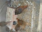 Rode goudfazanten trio 75 euro, Dieren en Toebehoren, Vogels | Overige Vogels
