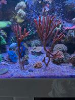 Montipora digi orange-tangerine., Dieren en Toebehoren, Overige typen, Zoutwatervis