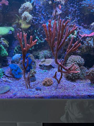 Montipora digi orange-tangerine. beschikbaar voor biedingen