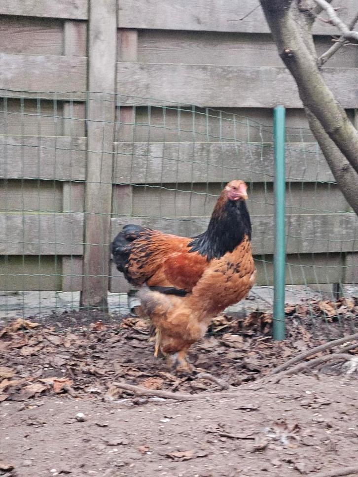 Brahma hanen, Dieren en Toebehoren, Pluimvee, Kip, Mannelijk