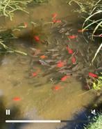 kroeskarpers, Dieren en Toebehoren, Karper of Koi