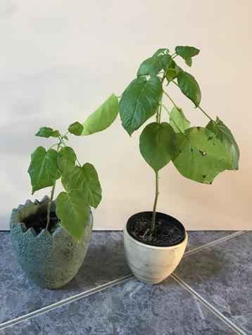 Mini Boomtomaat plant (Cyphomandra Solanum Abutiloides ) beschikbaar voor biedingen