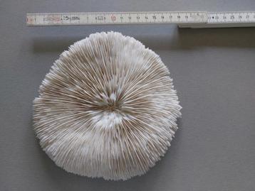 Paddestoel koraal 16/17cm 519gram Fungia fungites  beschikbaar voor biedingen
