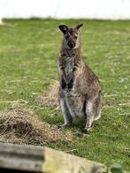 wallaby vrouwtje - grijs split wit, Dieren en Toebehoren, Overige Dieren, Januari, Vrouwelijk
