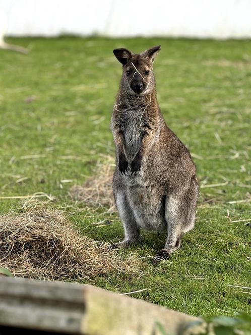 wallaby vrouwtje - grijs split wit, Dieren en Toebehoren, Overige Dieren, Vrouwelijk, Januari