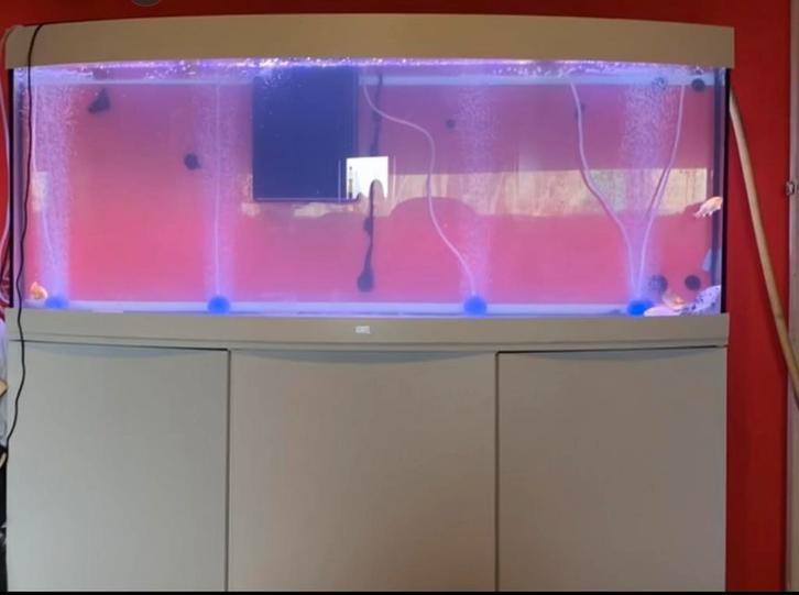 Aqarium JUWEL VISION 450/500L LED, Dieren en Toebehoren, Vissen | Aquariumvissen, Vis