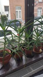 Aloe vera, Huis en Inrichting, Kamerplanten, Ophalen of Verzenden
