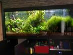aquarium 450 l juwel complet, Dieren en Toebehoren, Vissen | Aquaria en Toebehoren, Ophalen, Gebruikt, Gevuld zoetwateraquarium