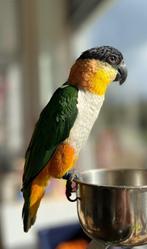 Caique, Dieren en Toebehoren, Vogels | Parkieten en Papegaaien, Vrouwelijk, Papegaai, Pratend