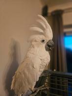 Witkuif kaketoe, Dieren en Toebehoren, Geringd