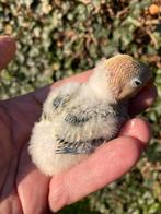 Fischerie dwergpapegaai om TAM te maken, Dieren en Toebehoren, Vogels | Parkieten en Papegaaien, Tam