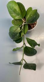 Hoya Obovata Splash, Minder dan 100 cm, Verzenden, Vetplant