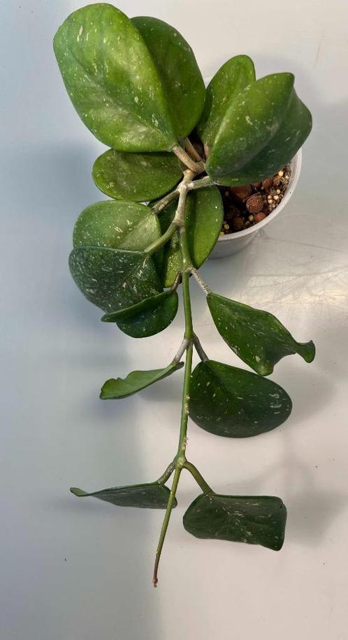 Hoya Obovata Splash, Huis en Inrichting, Kamerplanten, Vetplant, Minder dan 100 cm, Verzenden