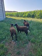 Zwartbles, Animaux & Accessoires, Moutons, Chèvres & Cochons